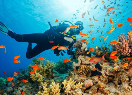 Best Scuba Diving At Amboli Goa